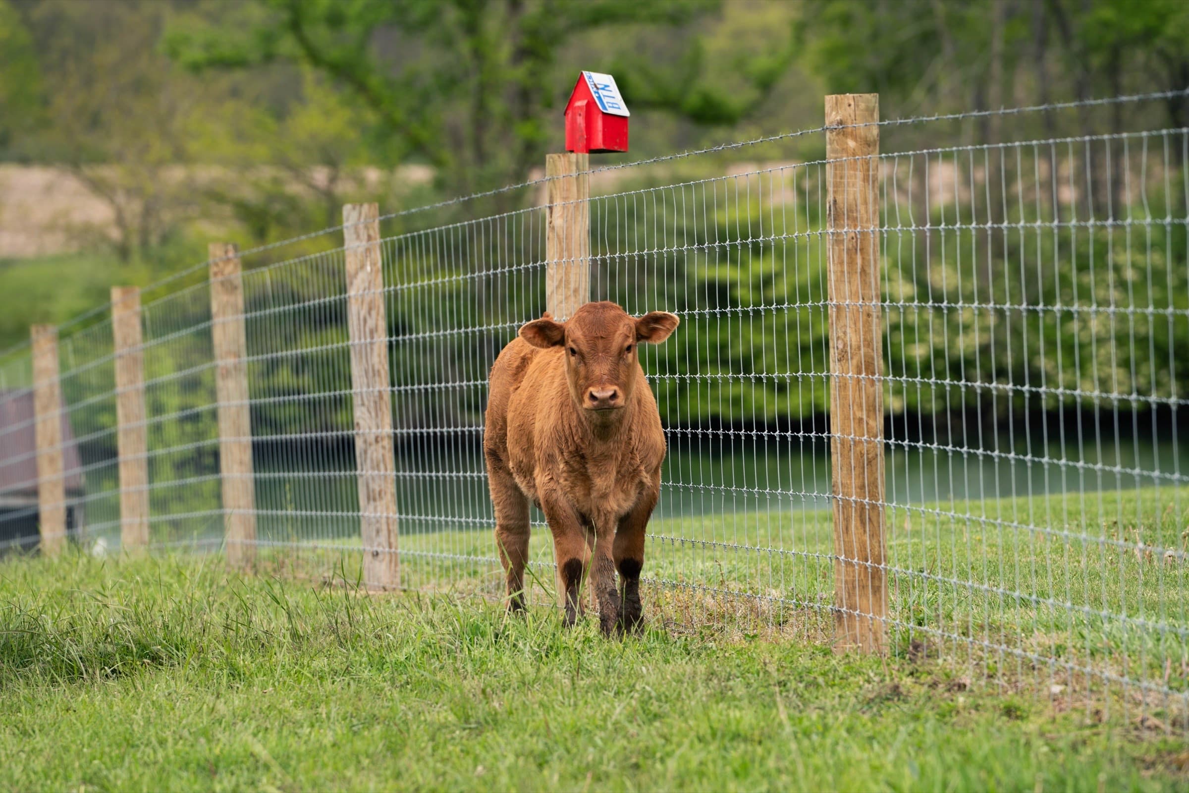 A young red calf along the Meadowmere fence line