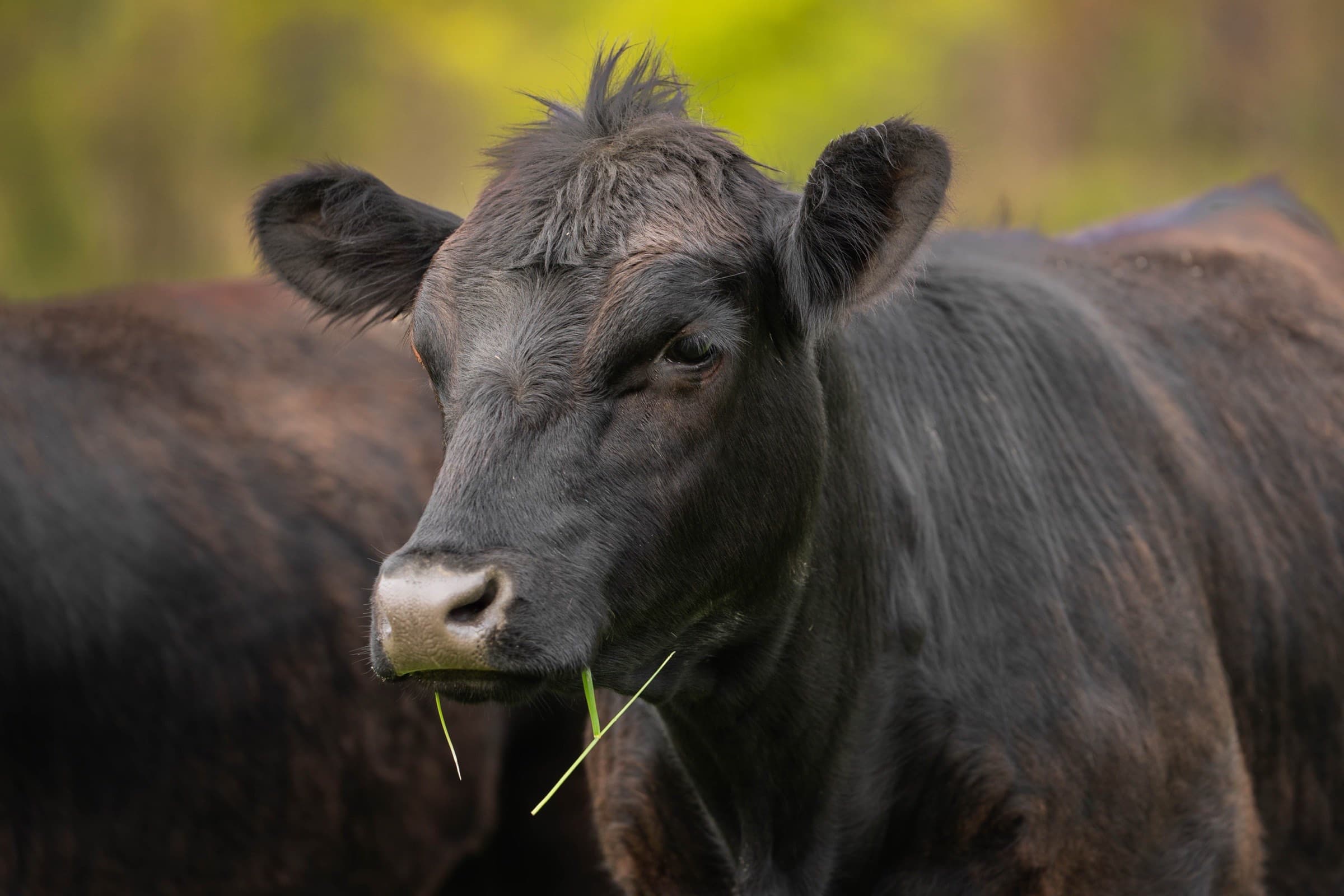 A Meadowmere Angus cow chewing fresh grass