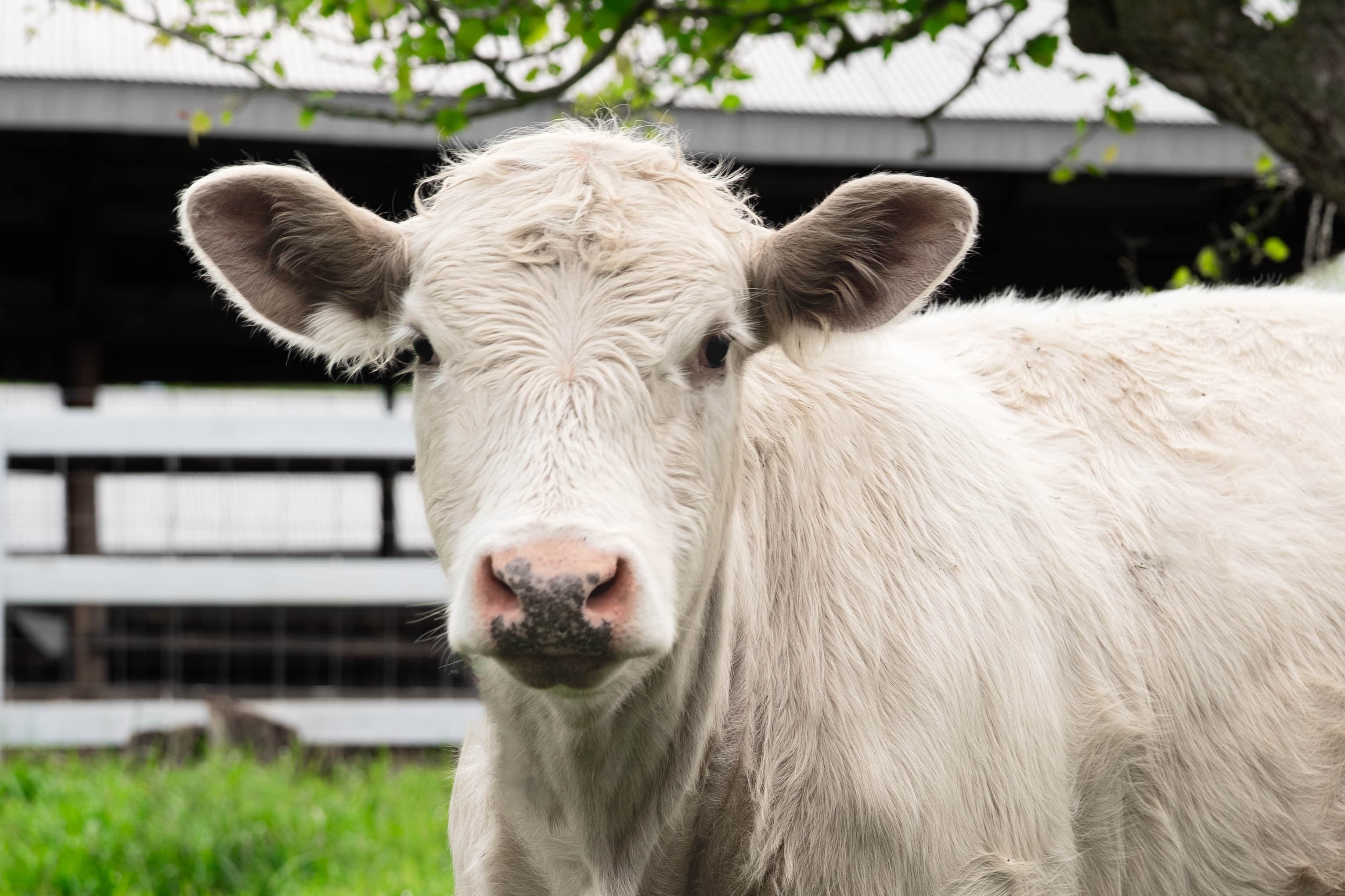 A white Charolais cow at the Meadowmere shed