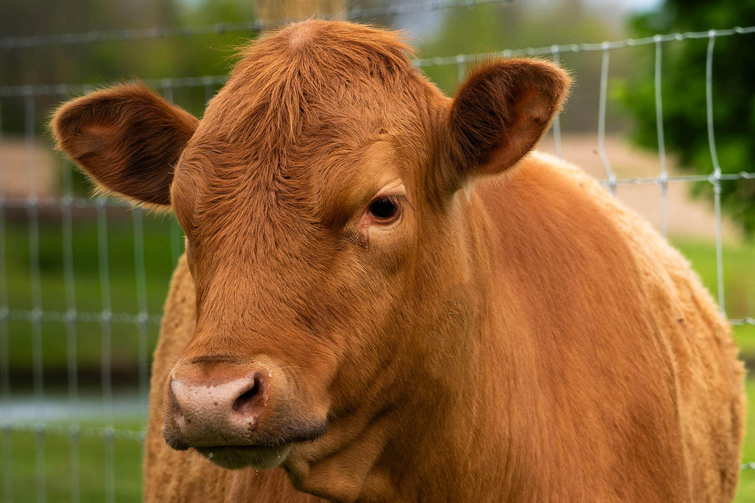 A red Meadowmere cow at the fenceline
