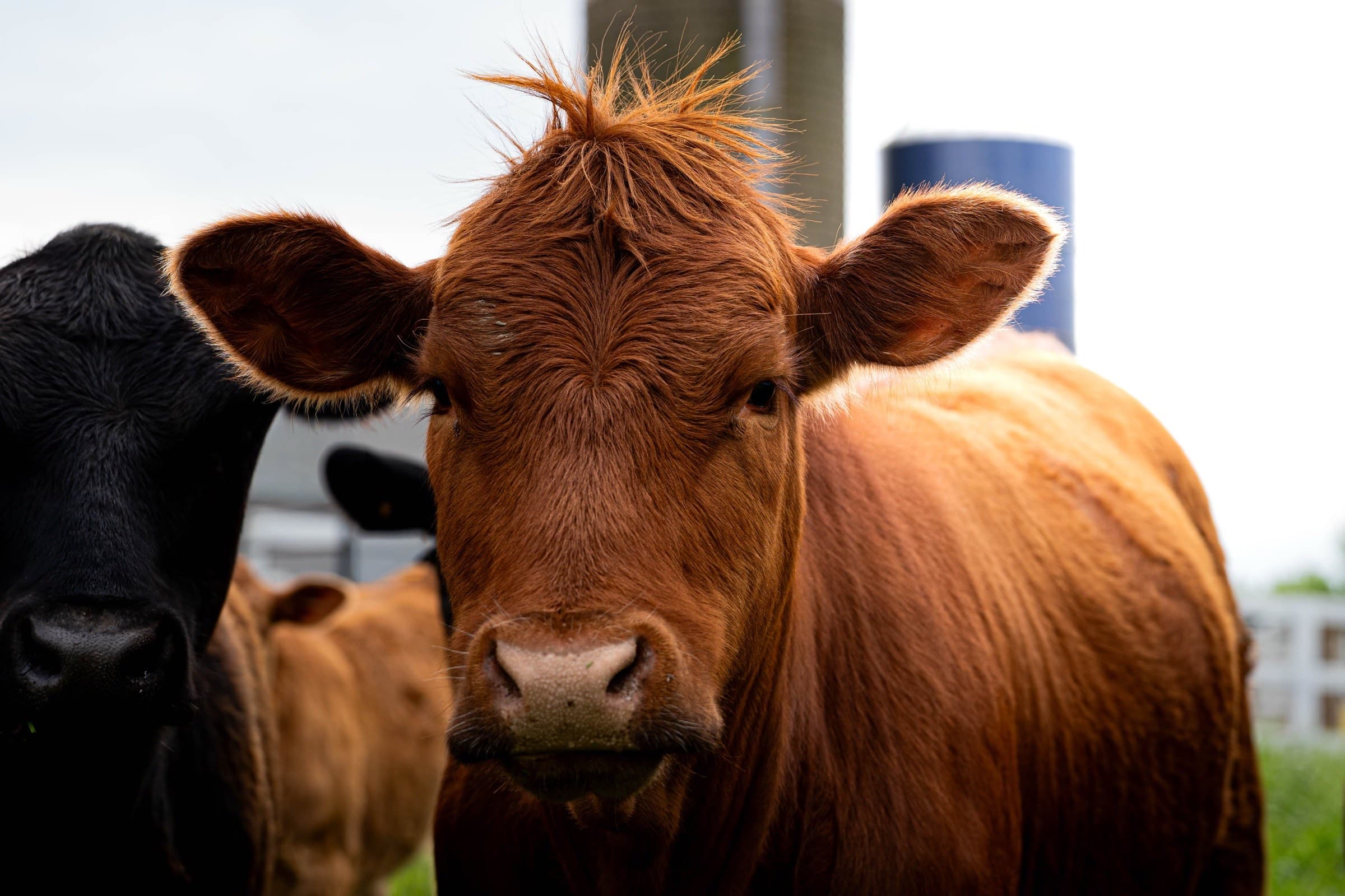 A Meadowmere cow up close on the farm