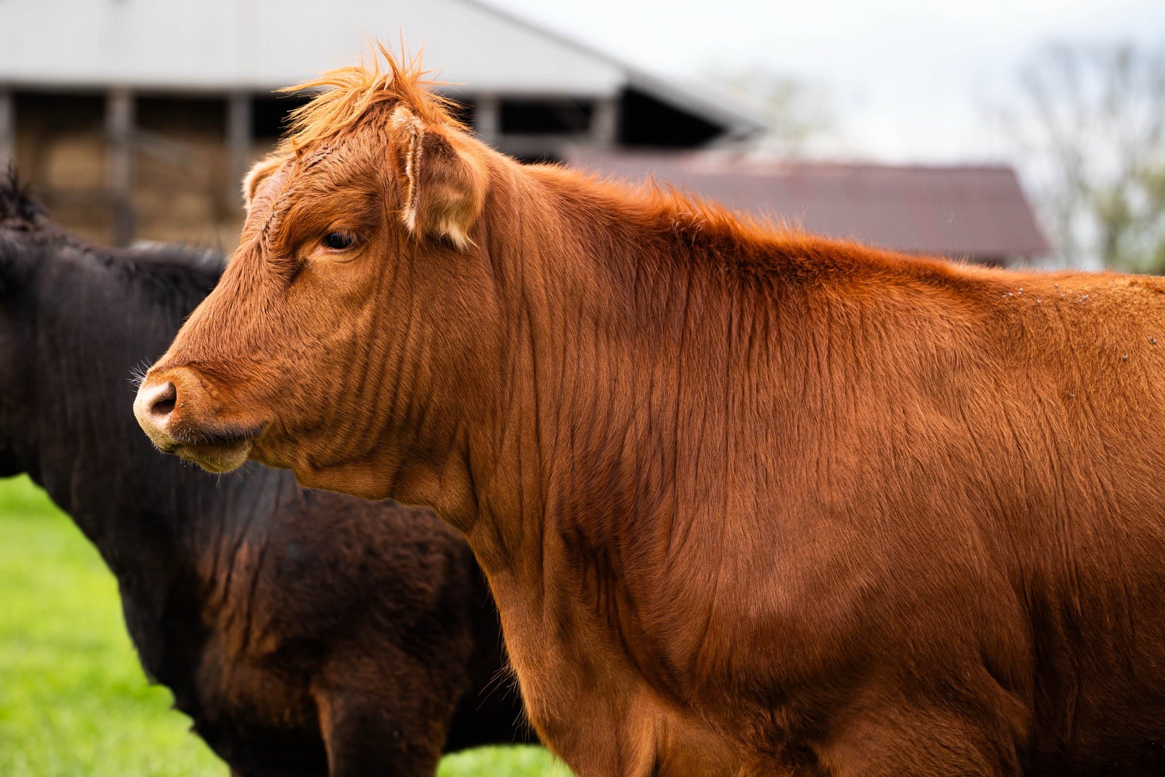 A red Meadowmere cow in profile with the barn behind