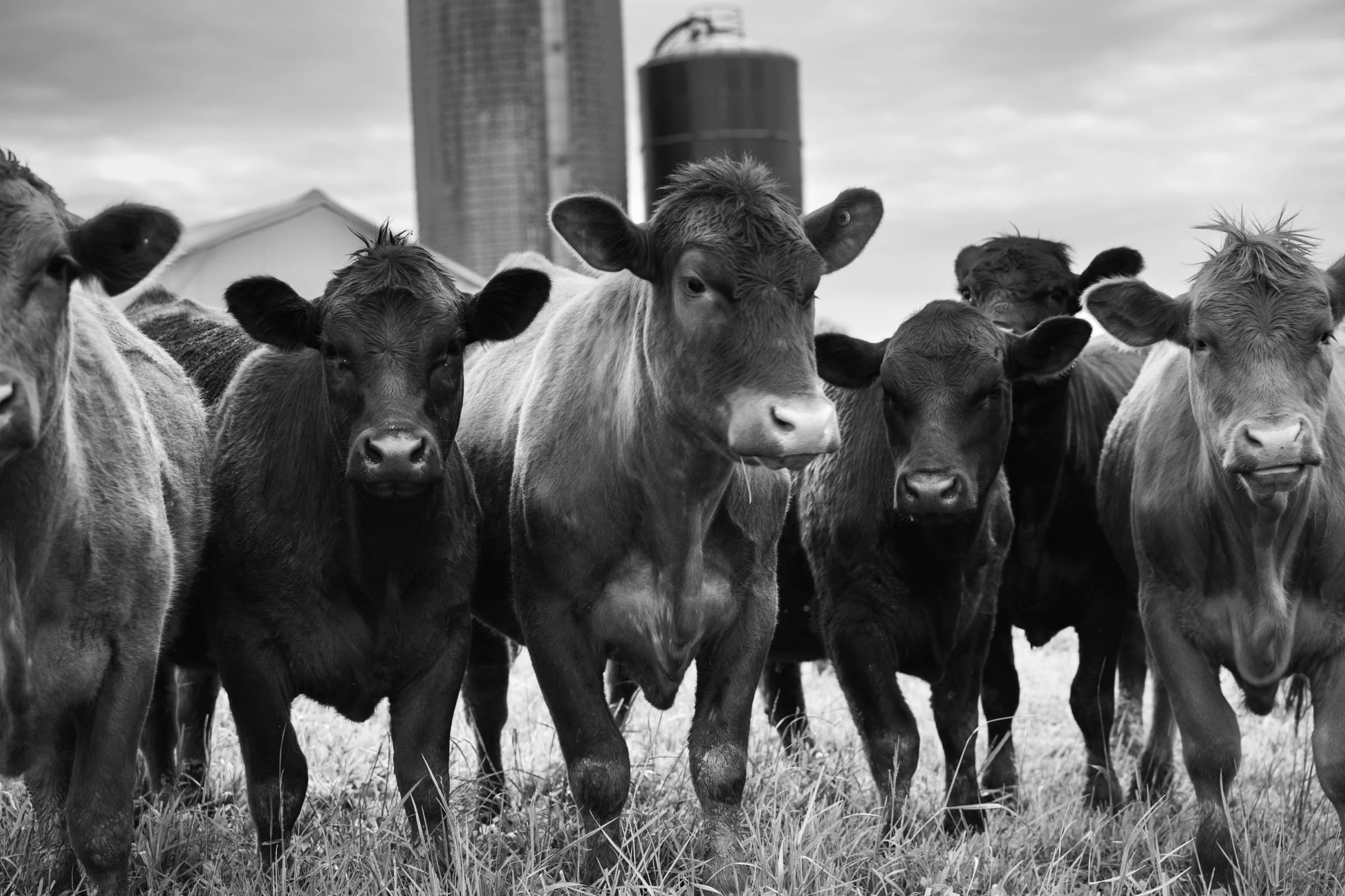 The Meadowmere herd standing together on pasture
